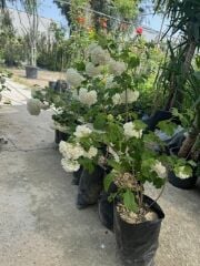 tüplü VIBURNUM OPULUS STERILE (Çınar yapraklı kartopu)BİTKİSİ 80-110 CM