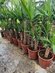 İTHAL YUKA BİTKİSİ (Yucca Massengena) 2 Gövdeli 90-110 Cm