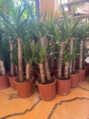 İTHAL YUKA BİTKİSİ (Yucca Massengena) 2 Gövdeli 90-110 Cm