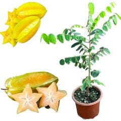 Aşılı tüplü Yıldız Meyvesi Fidanı Carambola, 60-80 cm,