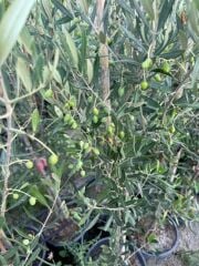 BOL MEYVELİ 4 YAŞ ÇOK VERİMLİ KORONEİKİ ZEYTİN FİDANI BOY 120-150 CM