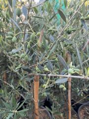 BOL MEYVELİ 4 YAŞ ÇOK VERİMLİ KORONEİKİ ZEYTİN FİDANI BOY 120-150 CM