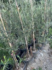 BOL MEYVELİ 4 YAŞ ÇOK VERİMLİ KORONEİKİ ZEYTİN FİDANI BOY 120-150 CM