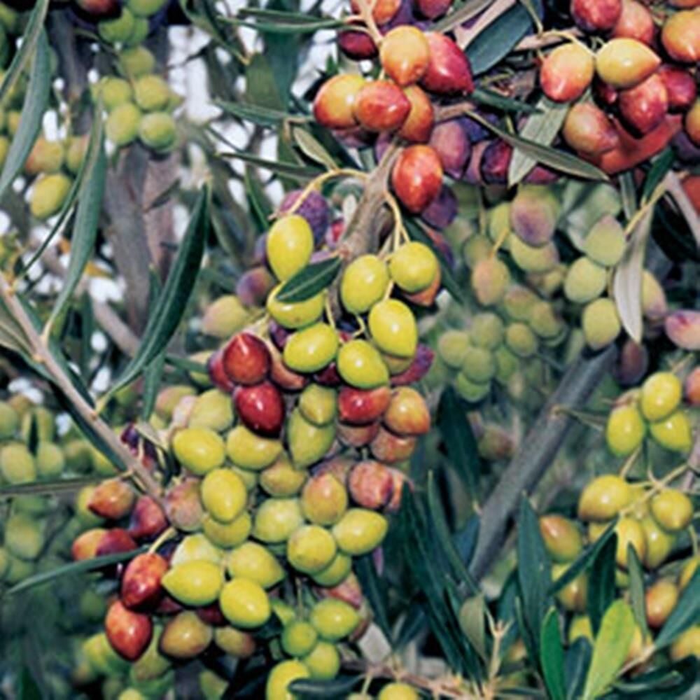 2 YAŞ  ÇOK VERİMLİ TÜPLÜ KORONEİKİ ZEYTİN FİDANI  MEYVE VERME DURUMUNDA 100-120 CM