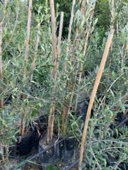 2 YAŞ  ÇOK VERİMLİ TÜPLÜ KORONEİKİ ZEYTİN FİDANI  MEYVE VERME DURUMUNDA 100-120 CM