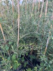 2 YAŞ  ÇOK VERİMLİ TÜPLÜ KORONEİKİ ZEYTİN FİDANI  MEYVE VERME DURUMUNDA 100-120 CM