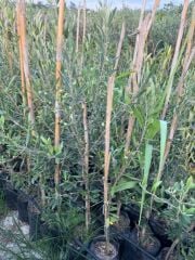 2 YAŞ  ÇOK VERİMLİ TÜPLÜ KORONEİKİ ZEYTİN FİDANI  MEYVE VERME DURUMUNDA 100-120 CM