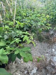 TRİPLE CROWN DİKENSİZ BÖĞÜRTLEN FİDANI YAŞ 2 BOY 150-200CM