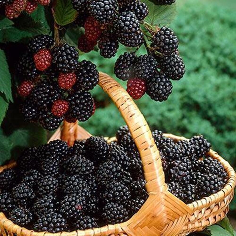 TRİPLE CROWN DİKENSİZ BÖĞÜRTLEN FİDANI YAŞ 2 BOY 150-200CM