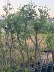 10 YAŞ İRİ MEYVELİ HÜNNAP FİDANI BOY 250 CM