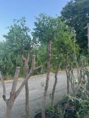 10 YAŞ İRİ MEYVELİ HÜNNAP FİDANI BOY 250 CM