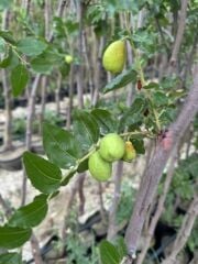 TÜPLÜ 5 YAŞ İRİ MEYVELİ HÜNNAP BOY 180-200 CM