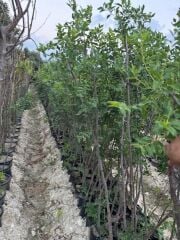 TÜPLÜ 5 YAŞ İRİ MEYVELİ HÜNNAP BOY 180-200 CM