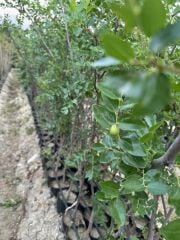 TÜPLÜ 5 YAŞ İRİ MEYVELİ HÜNNAP BOY 180-200 CM