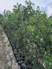 TÜPLÜ 5 YAŞ İRİ MEYVELİ HÜNNAP BOY 180-200 CM