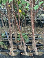 TÜPLÜ 4 YAŞ KÜTAHYA VİŞNE FİDANI BOY 200 CM+