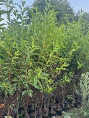 TÜPLÜ 4 YAŞ KÜTAHYA VİŞNE FİDANI BOY 200 CM+