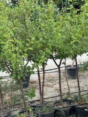 5 Yaş saksıda aşılı ,meyve veren PAPAZ ERİK FİDANI BOY 170-200 CM