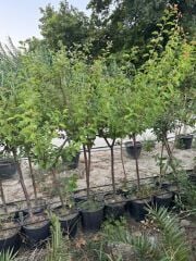 5 Yaş saksıda aşılı ,meyve veren PAPAZ ERİK FİDANI BOY 170-200 CM