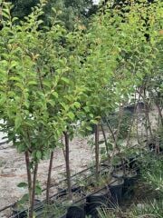 5 Yaş saksıda aşılı ,meyve veren PAPAZ ERİK FİDANI BOY 170-200 CM