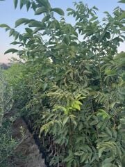 4 YAŞ TÜPLÜ AŞILI CHANDLER CEVİZ FİDANI BOY 180-200 CM