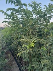 4 YAŞ TÜPLÜ AŞILI CHANDLER CEVİZ FİDANI BOY 180-200 CM