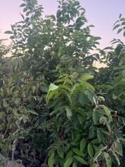 4 YAŞ TÜPLÜ AŞILI CHANDLER CEVİZ FİDANI BOY 180-200 CM