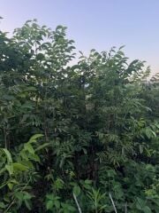 4 YAŞ TÜPLÜ AŞILI CHANDLER CEVİZ FİDANI BOY 180-200 CM