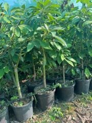 SAKSIDA 5 YAŞ KALIN GÖVDELİ,MEYVE VERMEYE HAZIR HASS BLACK AVAKADO FİDANI BOY 130-150 CM