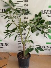 SAKSIDA 5 YAŞ KALIN GÖVDELİ,MEYVE VERMEYE HAZIR HASS BLACK AVAKADO FİDANI BOY 130-150 CM