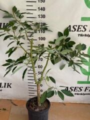 SAKSIDA 5 YAŞ KALIN GÖVDELİ,MEYVE VERMEYE HAZIR HASS BLACK AVAKADO FİDANI BOY 130-150 CM