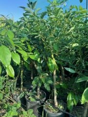 SAKSIDA 5 YAŞ KALIN GÖVDELİ,MEYVE VERMEYE HAZIR HASS BLACK AVAKADO FİDANI BOY 130-150 CM