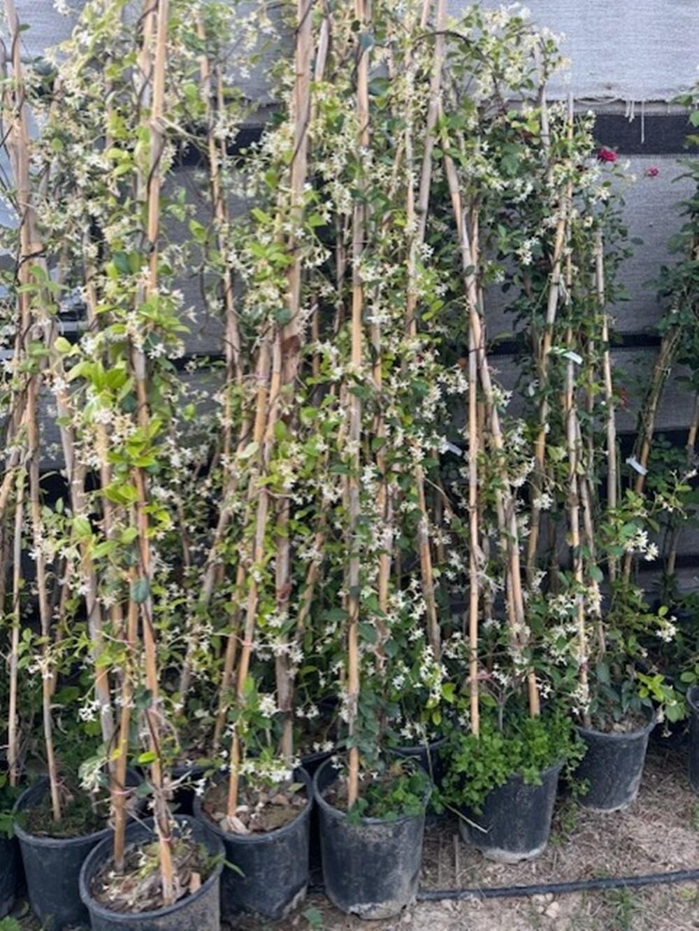 SAKSIDA 4 YAŞ SARMAŞIK YASEMİN(ARAP YASEMİNİ) BOY 220-250 CM