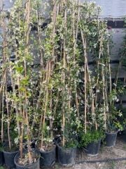 SAKSIDA 4 YAŞ SARMAŞIK YASEMİN(ARAP YASEMİNİ) BOY 220-250 CM