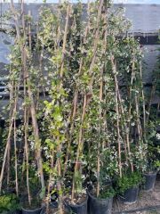 SAKSIDA 4 YAŞ SARMAŞIK YASEMİN(ARAP YASEMİNİ) BOY 220-250 CM