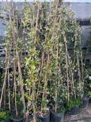 SAKSIDA 4 YAŞ SARMAŞIK YASEMİN(ARAP YASEMİNİ) BOY 220-250 CM