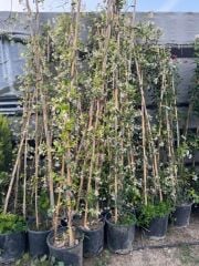 SAKSIDA 4 YAŞ SARMAŞIK YASEMİN(ARAP YASEMİNİ) BOY 220-250 CM