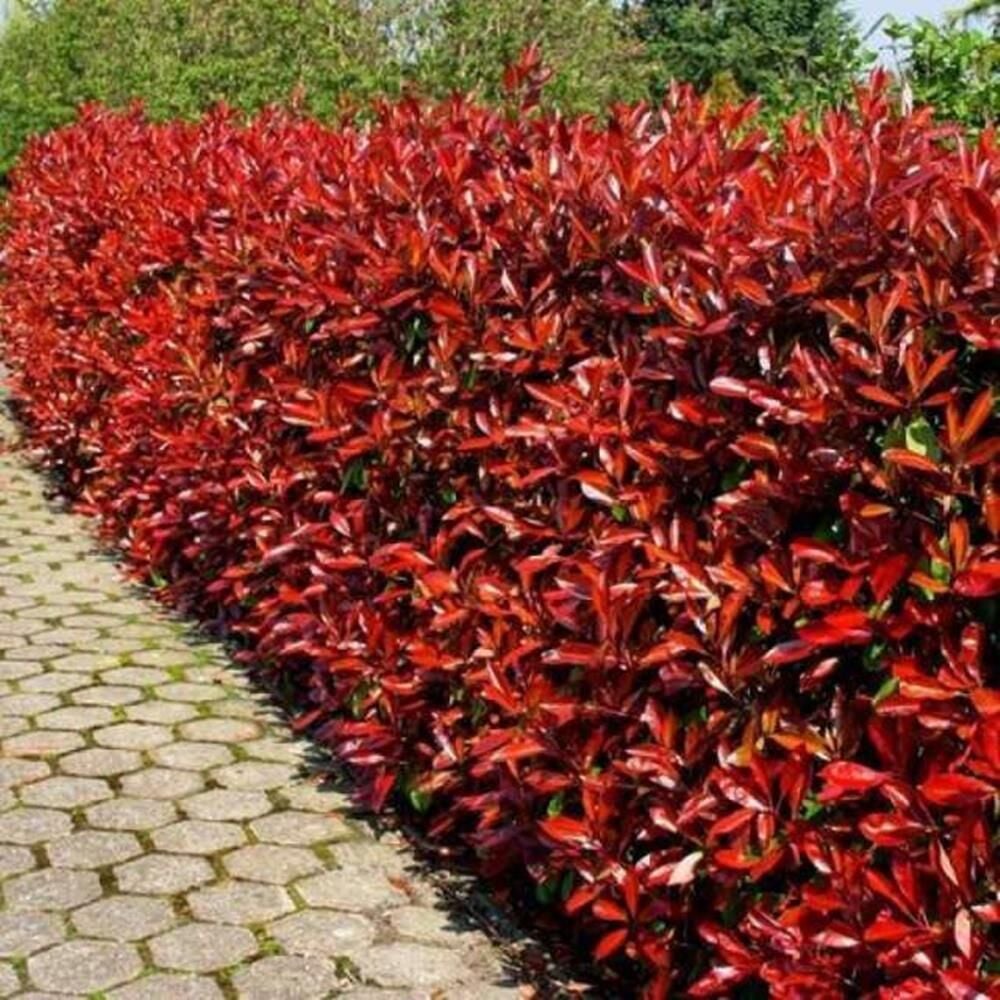 ALEV ÇALISI (Photinia Red Robin Nana) 170-200 CM