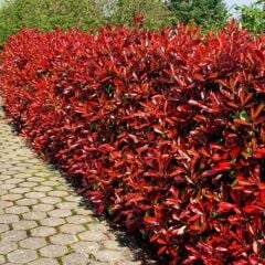 ALEV ÇALISI (Photinia Red Robin Nana) 170-200 CM