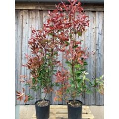 ALEV ÇALISI (Photinia Red Robin Nana) 170-200 CM