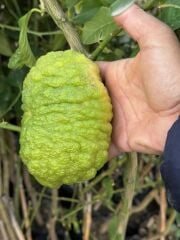 TÜPLÜ 4 YAŞ BERGAMOT LİMON (CITRUS BERGAMİA) FİDANI BOY 150-200CM