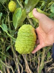 TÜPLÜ 4 YAŞ BERGAMOT LİMON (CITRUS BERGAMİA) FİDANI BOY 150-200CM