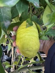 TÜPLÜ 4 YAŞ BERGAMOT LİMON (CITRUS BERGAMİA) FİDANI BOY 150-200CM