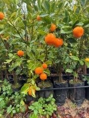 ÇOK VERİMLİ 3 YAŞ TÜPLÜ FUKUSHİ (Mandalina) KAMKAT YAŞ 3 BOY 120-150 CM