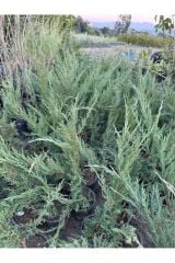 2 adet SAKSIDA YAYILICI ARDIÇ FİDANI BOY 40-50 CM