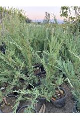 2 adet SAKSIDA YAYILICI ARDIÇ FİDANI BOY 40-50 CM