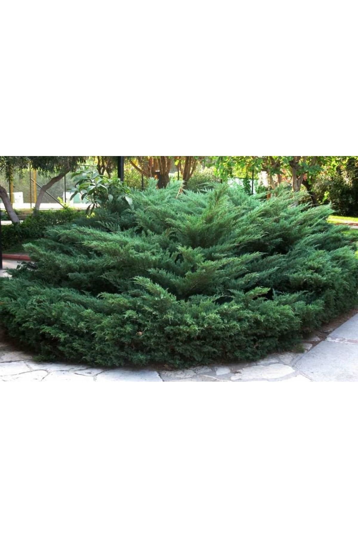 5 adet SAKSIDA YAYILICI ARDIÇ FİDANI BOY 40-50 CM