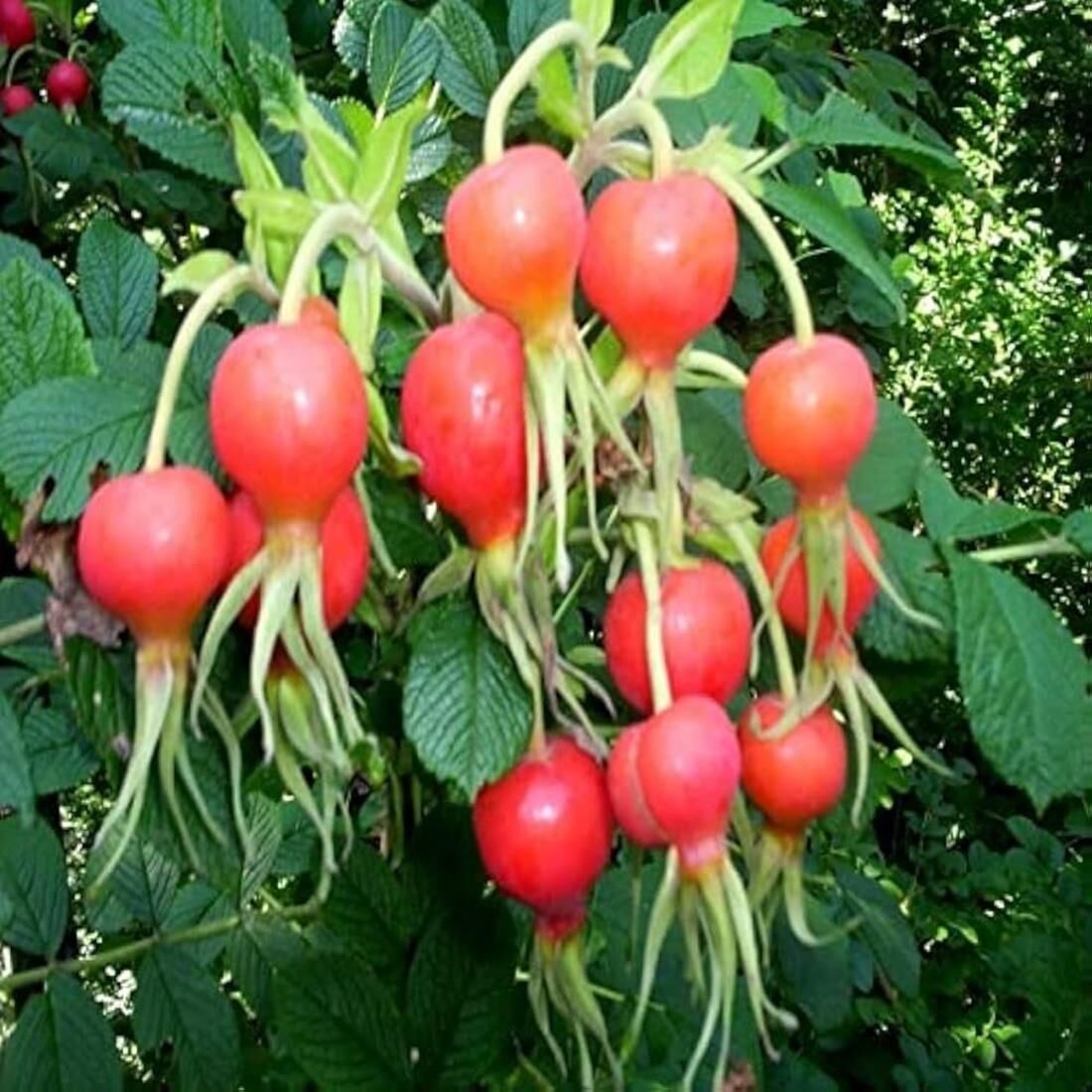 TÜPLÜ KUŞBURNU FİDANI BOY 150-200 CM