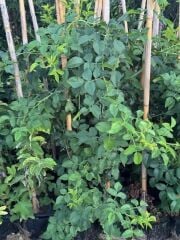 TÜPLÜ KUŞBURNU FİDANI BOY 150-200 CM