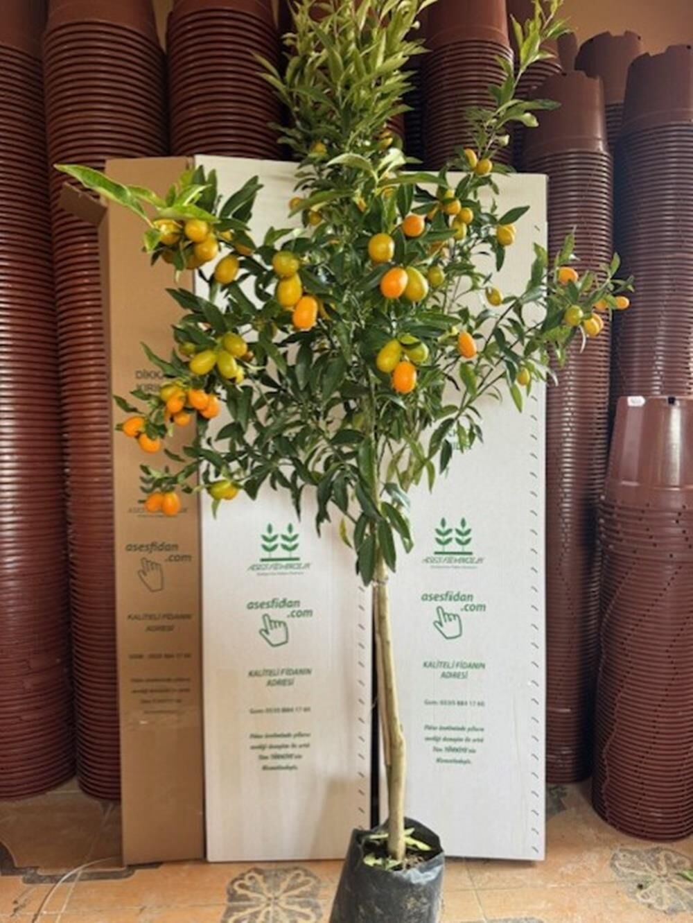 4 YAŞ ,TÜPLÜ BOL MEYVELİ NAGAMİ KAMKAT FİDANI BOY 150-200 CM